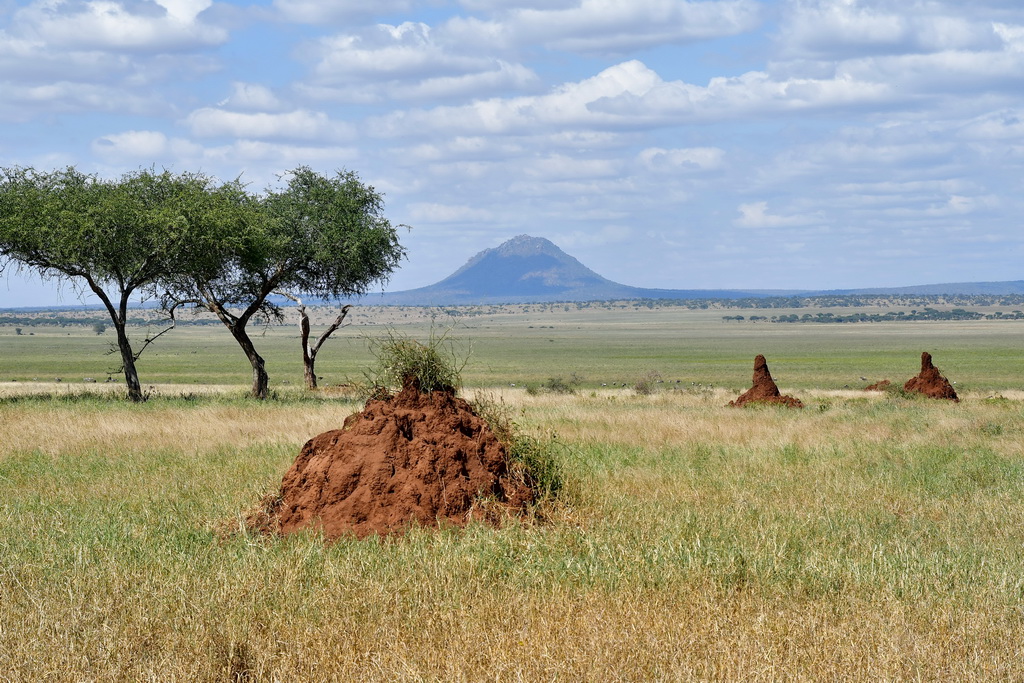 Tarangire NP